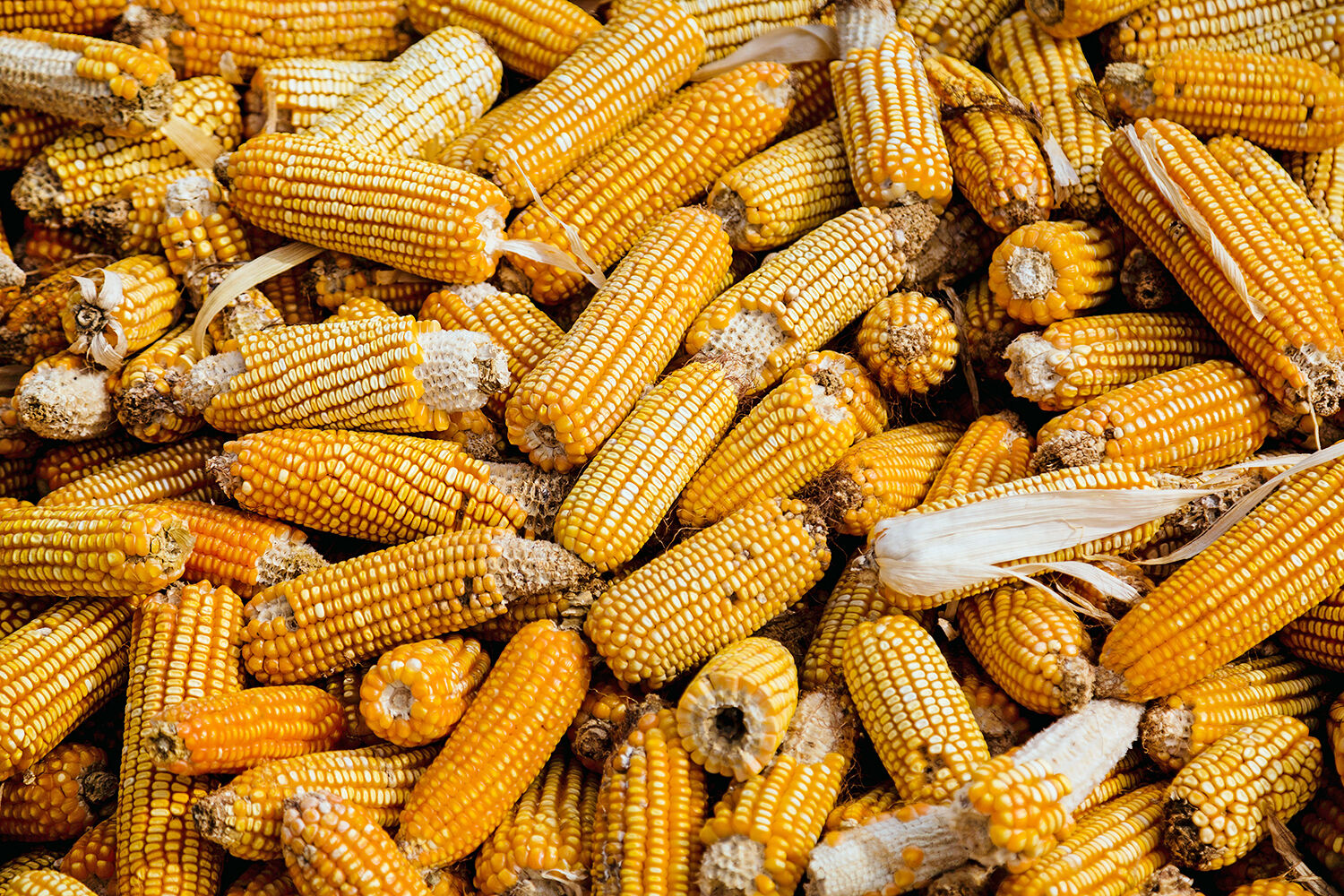 Dent corn